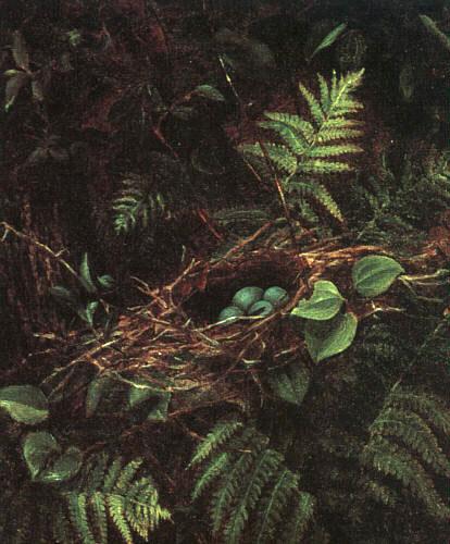 Fidelia Bridges Bird\'s Nest and Ferns oil painting picture